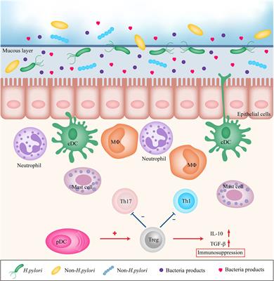 Roles of Plasmacytoid Dendritic Cells in Gastric Cancer